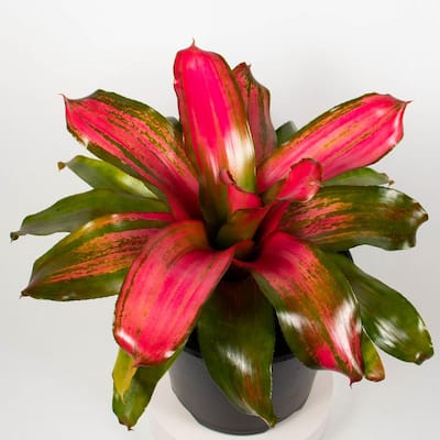 Christmas Magali Bromeliad (Neoregelia) Live Plant in 8 in. Growers Pot