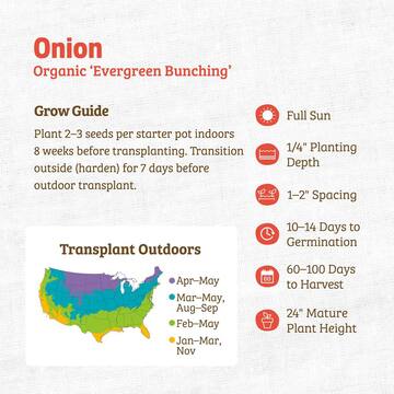 Back to the Roots Organic Evergreen Bunching Onion Seed (1-Pack) 46047