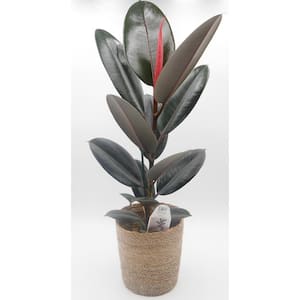 leafjoy Collection Ficus Elastica Abijan (Rubber Plant) Live Indoor Plant in 7 in. Seagrass Pot, Avg Ship Height 15 in.