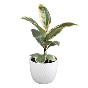 Ficus elastica Tineke Variegated Rubber Tree Live House Plant in 6 in. White Textured Ceramic Pot