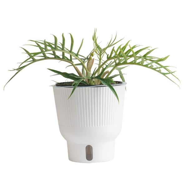 Costa Farms Trending Tropical Philodendron Tortum Indoor Plant in 6 in. Self-Watering Pot