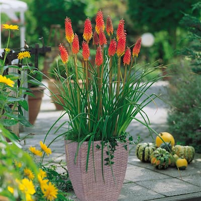Red Hot Poker Patio Kit With Decorative Ratten Planter, Planting Medium and Root (Set of 1)