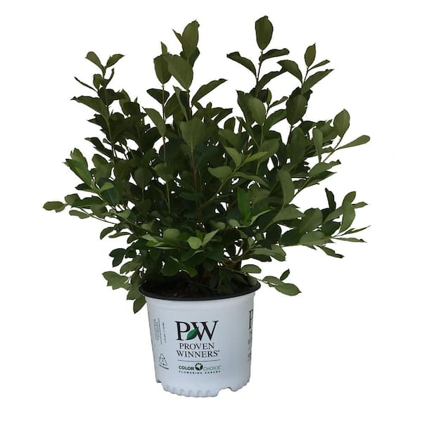 PROVEN WINNERS Chokeberry (Aronia) Low Scape Mound