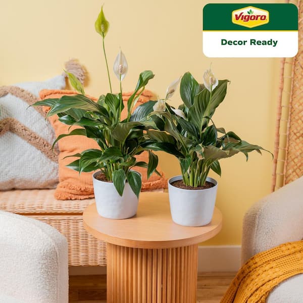 Peace Lily Indoor Plant in 6 in. White Ribbed Plastic Decor Planter, Avg. Shipping Height 1-2 ft. Tall (2-Pack)