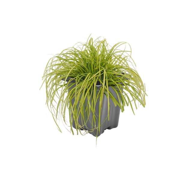 Unbranded Perennial Grass Carex oshimensis Eversheen 1.0 qt. (2-Pack)