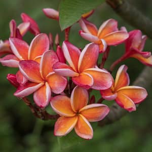 1 gal. Plumeria Dusk Plant with Multicolor Flowers