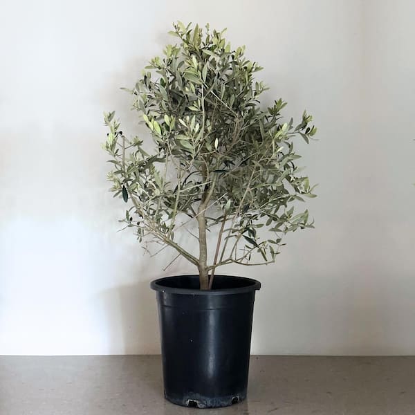 Alder & Oak 5 Gal. Mission Fruiting Olive Tree