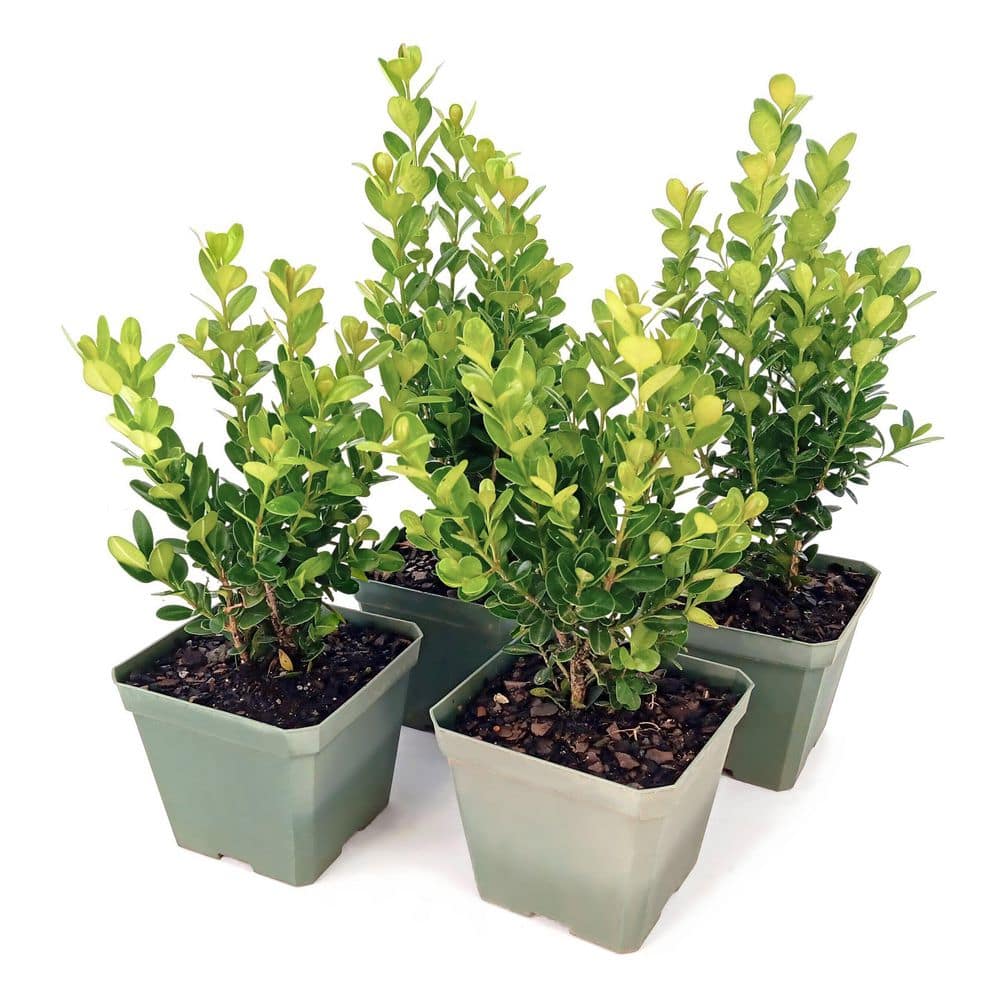 4 in. Wintergreen Boxwood Shrub (32-Pack) price history on PriceWatchPro