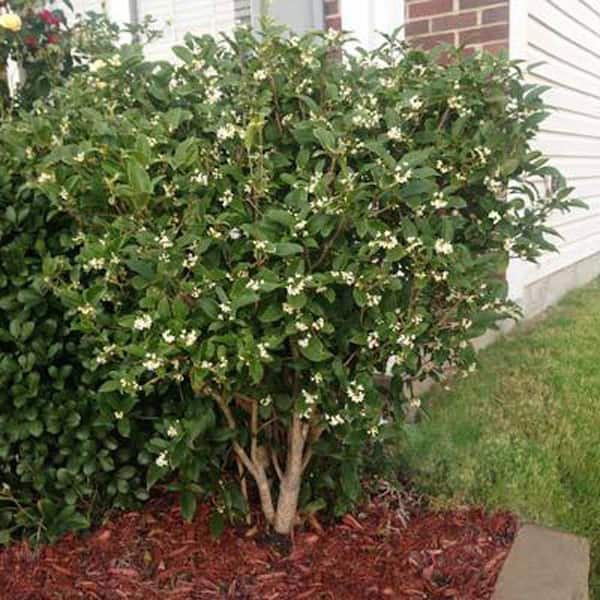 3 Gal. Fragrant Tea Olive Shrub