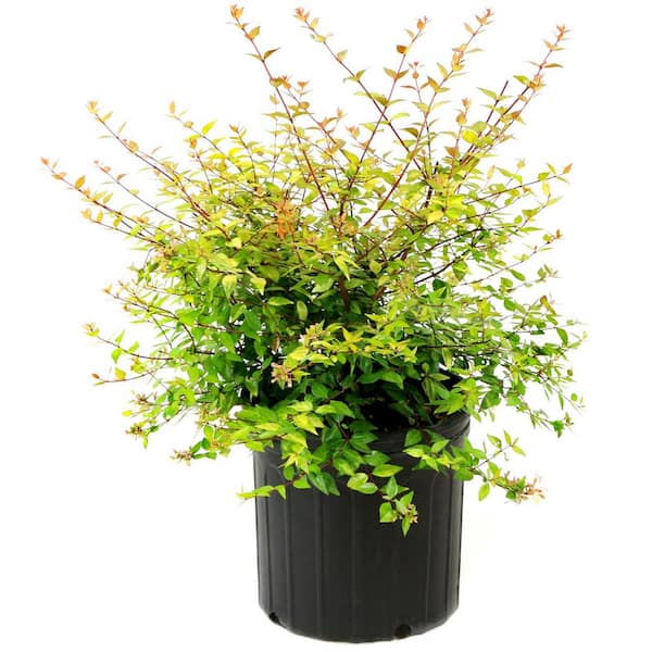 2.25 Gal. Abelia Francis Mason Flowering Shrub with White Blooms