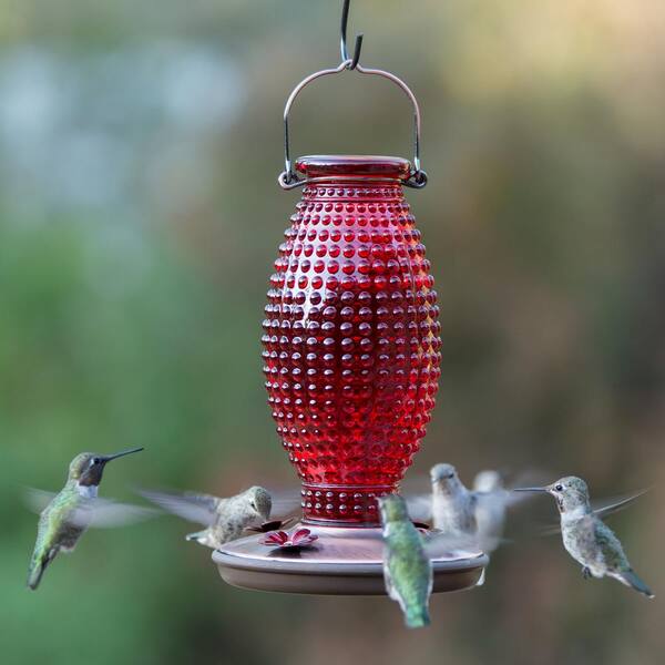 Perky Pet 81312 Cranberry Hobnail Vintage Glass Hummingbird Feeder for sale online 