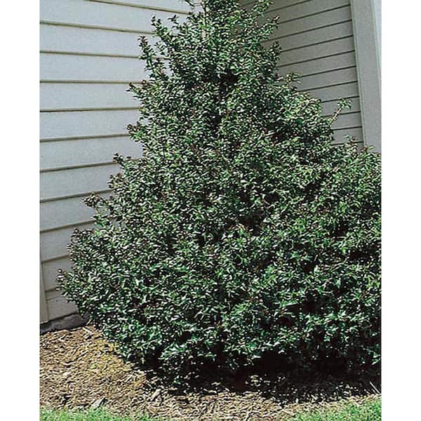 Online Orchards 1 Gal. Blue Boy Holly Shrub With Glossy Blue-Green Leaves and Powerful Pollinating Capabilities