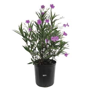 Ruellia Purple Live Outdoor Plant in Growers Pot Avg Shipping Height 2 ft. to 3 ft. Tall