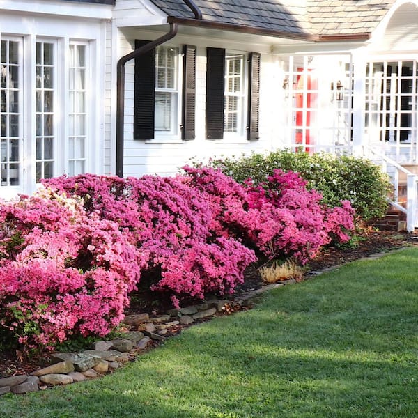 national PLANT NETWORK 1 Gal. Azalea Chinzan Flowering Shrub with