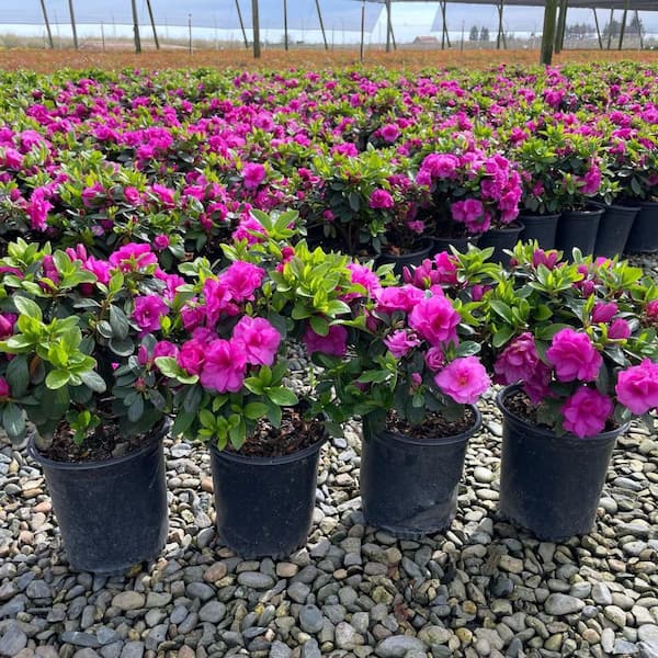 Alder & Oak #1 container Happy Days Pink Azalea Shrubs (4-Pack)