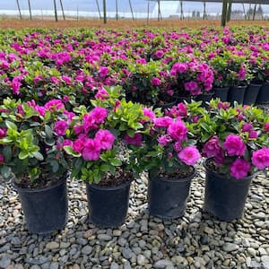 #1 container Happy Days Pink Azalea Shrubs (4-Pack)