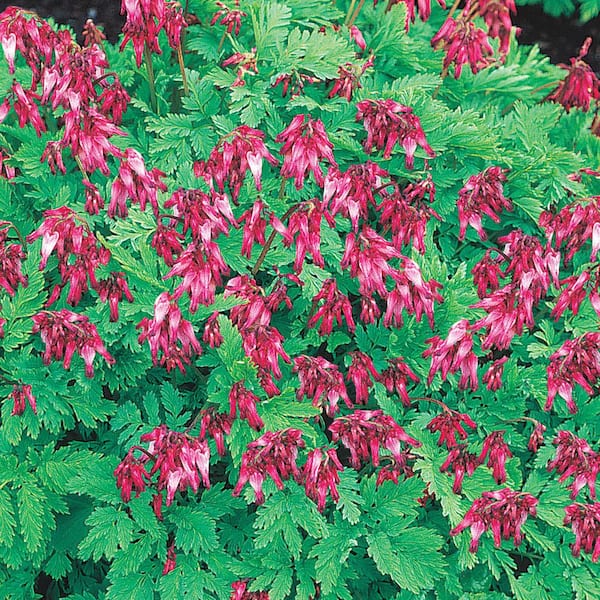 Spring Hill Nurseries Pink Flowers Fernleaf Bleeding Heart (Dicentra) Live Bareroot Plant (5-Pack)