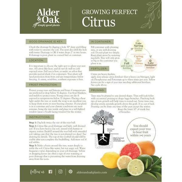 Alder & Oak - #3 Container Calamondin Semi-Dwarf Tree