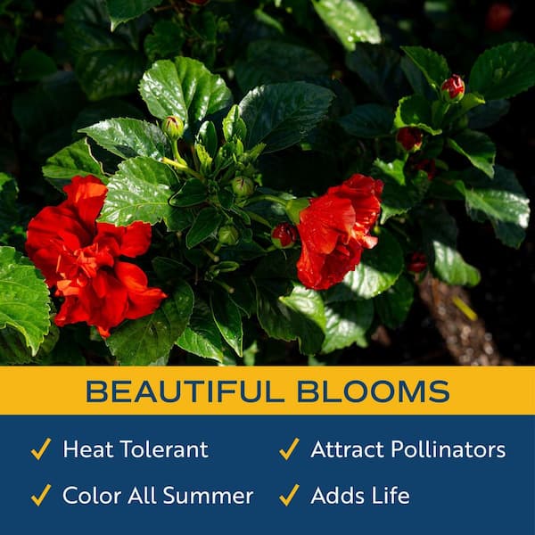 Costa Farms Red Premium Hibiscus Tropical Live Outdoor Plant in 1