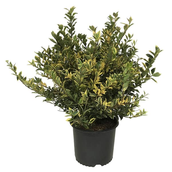 Unbranded Holy (Ilex x Meserveae) Honeymaid