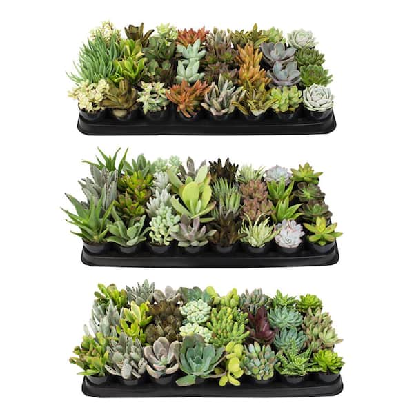 ALTMAN PLANTS 2.5 in. Succulent Plant Collection (96-Pack)