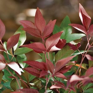 2 Gal. Obsession Nandina, Live Evergreen Shrub, Brilliant-Red New Foliage