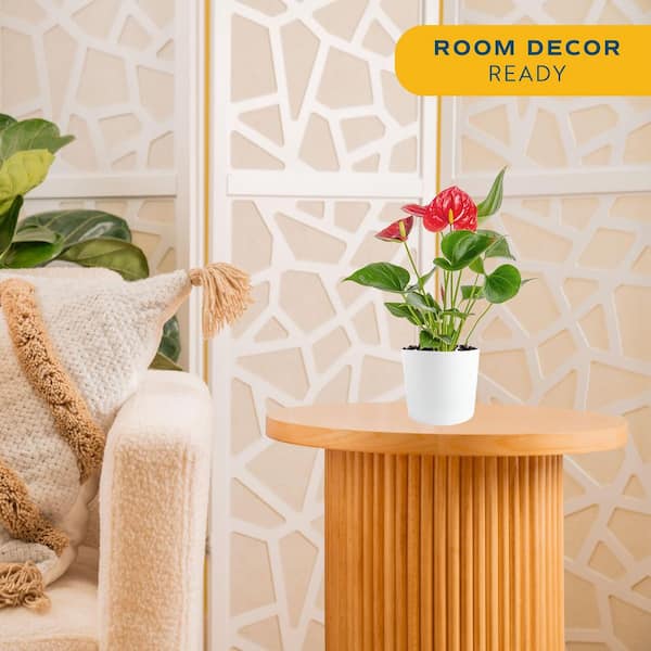 Blooming Anthurium Indoor Plant in 4 in. White Decor Pot, Avg. Shipping Height 1-2 ft. Tall