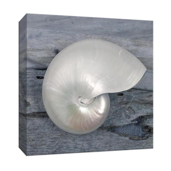 PTM Images 15 in. x 15 in. ''Driftwood Shell I'' Canvas Wall Art
