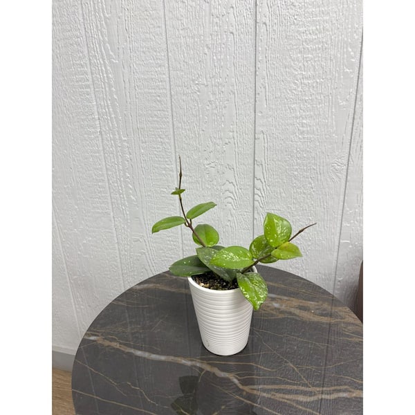 LEAFJOY Endless Cascades Hoya Freckled Splash Indoor Plant in 3.5