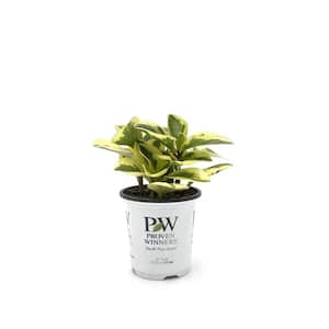 3.5 in. leafjoy littles Sweet and Sour Baby Rubber Plant (Peperomia obtusifolia) Live Indoor Plant in Grower Pot