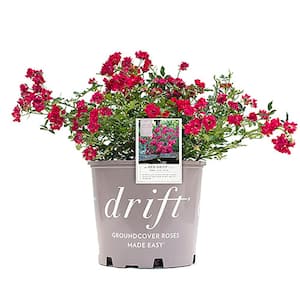 1 Gal. Red Drift Live Rose Bush with Red Flowers