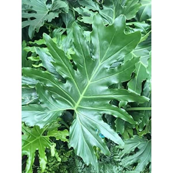 Wekiva Foliage Philodendron Prince of Orange-Live Starter Plant in 2 In Growers Pot-Rare and Elegant Indoor Houseplant from Florida