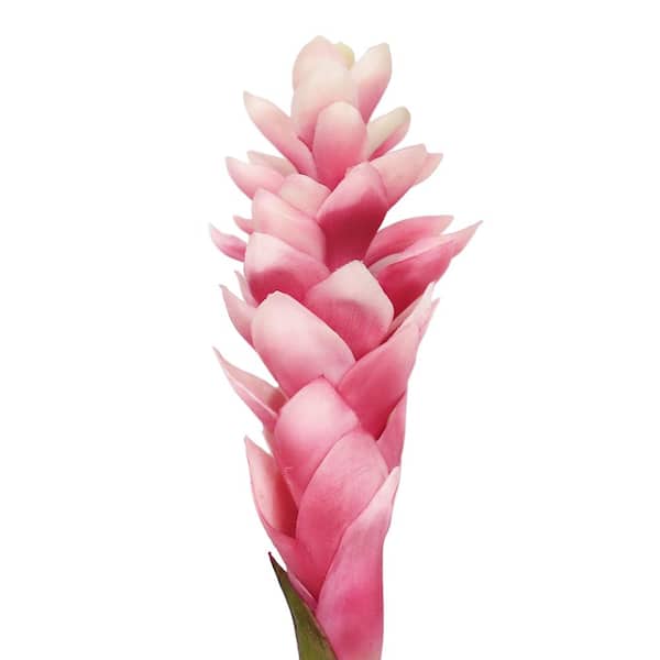 31 in. Real Touch Pink Artificial Ginger Flower Stem Tropical Spray (Set of 3)