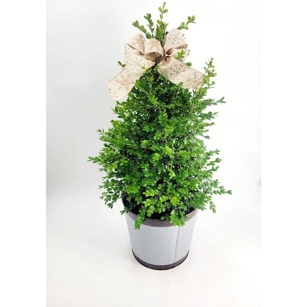 BELL NURSERY 3 Gal. Green Velvet Boxwood (Buxus) Live Holiday Shrub in Decorative Tin with Bow