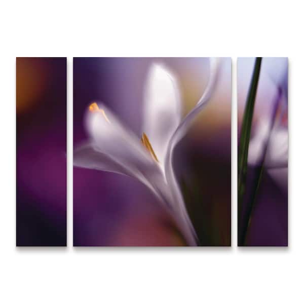 Trademark Fine Art Heidi Westum Midnight Crocus 3-Piece Panel Set Unframed Photography Wall Art 30 in. x 41 in.