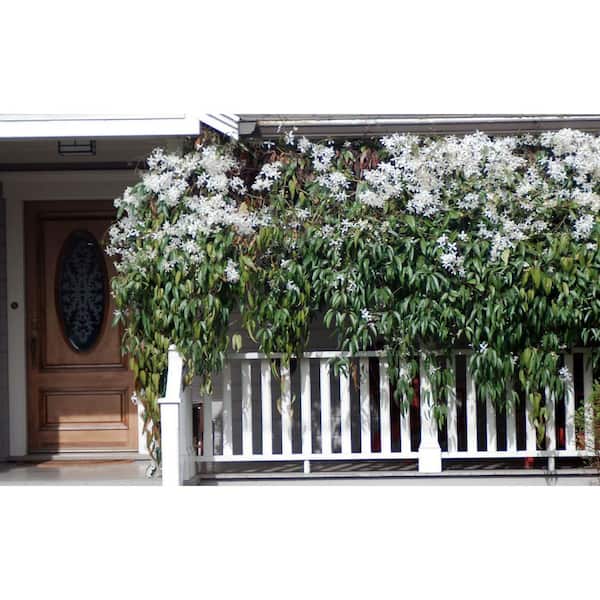 1 gal. White Evergreen Clematis Shrub with Vigorous Growth and Fragrant White Flowers