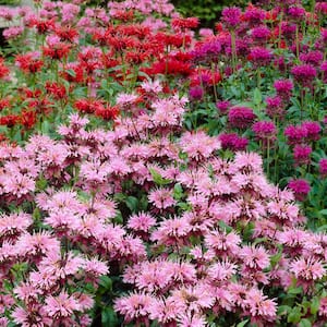Perennial Plant Of the Year 2021 Monarda (Bee Balm) Mixture Roots (Set of 15)