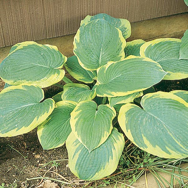 Unbranded #1 Frances Yellow Variegated Williams Hosta Plant