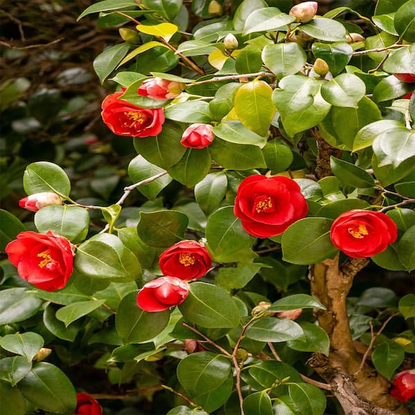 フラワー・ガーデニング chamama Yes, it IS a Camellia! This 'Tama Peacock' bloom is also funnel