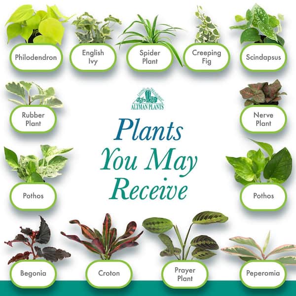 Altman Plants 2in Easy to Grow Live Houseplants (6 Pack)