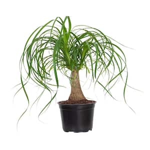 Ponytail Palm Live Indoor Beaucarnea Guatemalensis Recurvata Houseplant Shipped in 6 inch Grower Pot