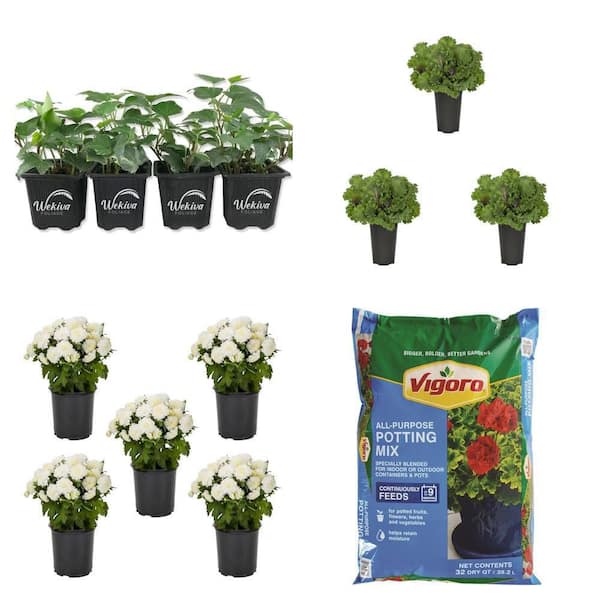 Ivy (4-Plants), Kale (3-Pack), Mum (5-Pack) with Potting Soil 32 qt.
