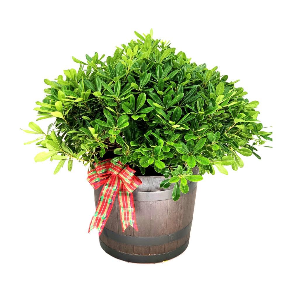 10 in. Holiday Wheelers Dwarf Pittosporum Live Shrub in Black Pot with Hol
