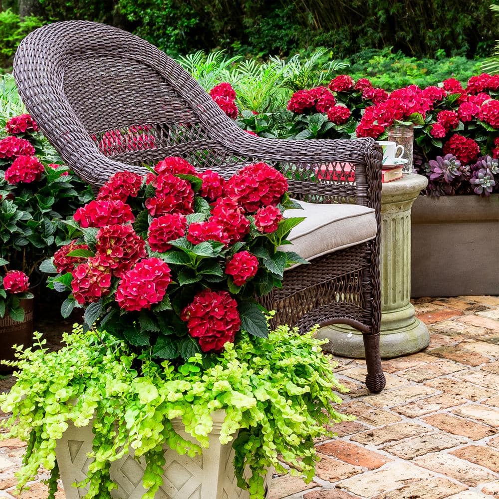 Heart Throb Red Hydrangea 2-Gallon Container Plant
