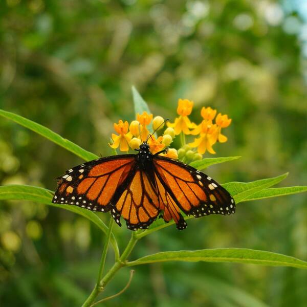 VAN ZYVERDEN Support The Monarchs Asclepias Hello Yellow Roots (3