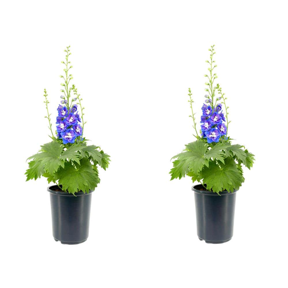 Perennial Delphinium Blue 2.5 qt. (2-Pack)