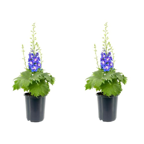 Unbranded Perennial Delphinium Blue 2.5 qt. (2-Pack)
