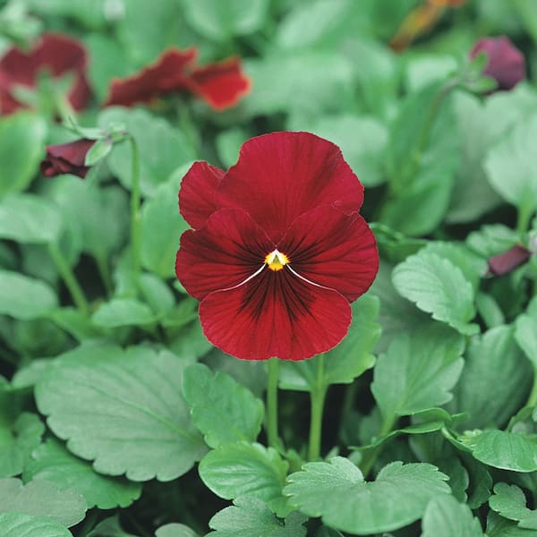 ALTMAN PLANTS 2.5 Qt. #1 Red Viola Plant