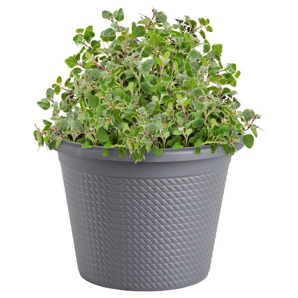 0.94 Gal. Greek Oregano Plant