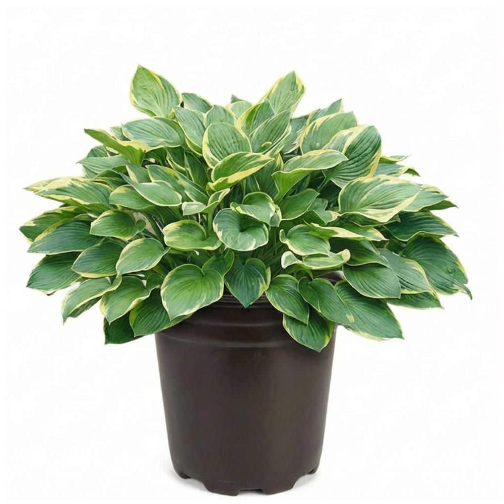 lavender large plants English Lavender for Sale